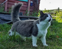 A grey and white Munchkin stretching in the grass.