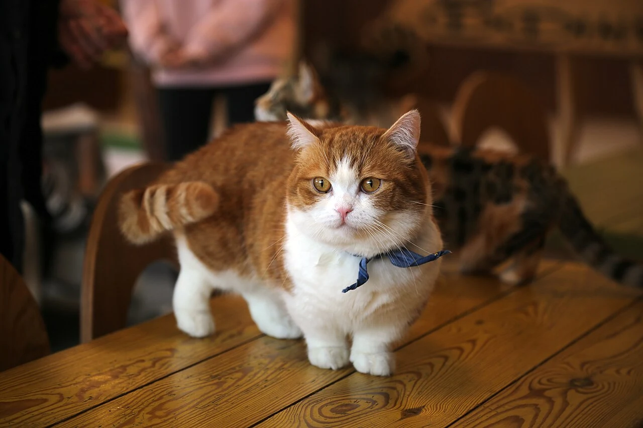 A ginger and white Munchkin standing on a wooden surface.