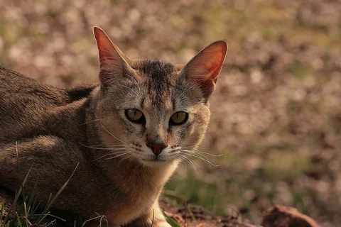 Gros plan de la tête d’une Chausie à l’extérieur.