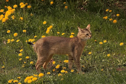 Una Chausie de pie entre hierba y flores amarillas.