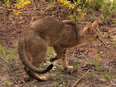 Une Chausie parmi des arbustes en fleurs.