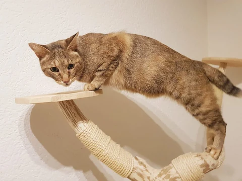 Une Chausie qui grimpe sur un arbre à chat.