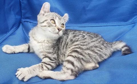 Una Highlander plateada y moteada tumbada en una silla azul.