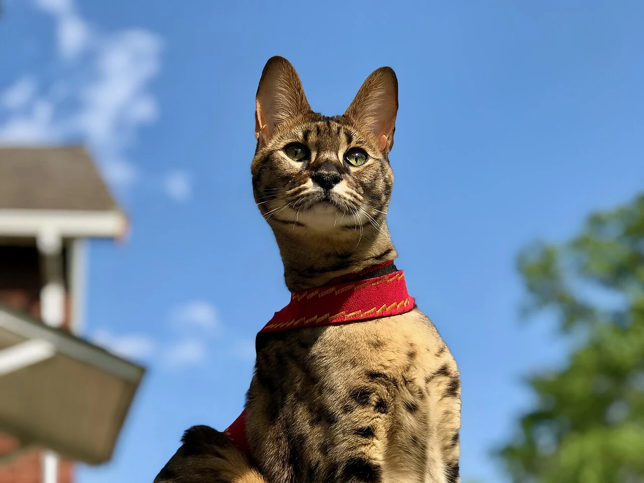 Une Savannah portant un harnais rouge sous un ciel bleu.