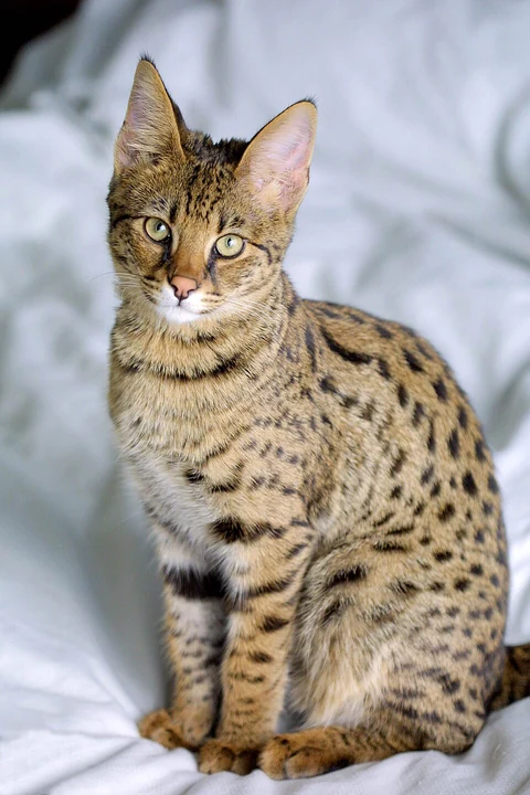 Une jeune Savannah assise sur un tissu clair.