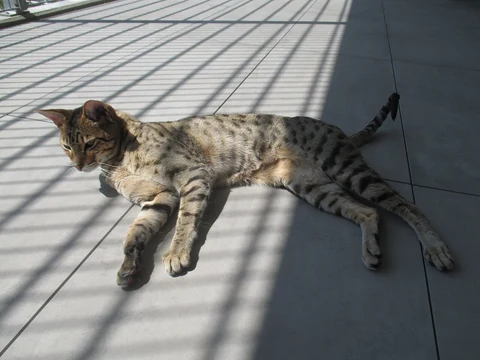 Une Savannah allongée sur un sol carrelé au soleil.