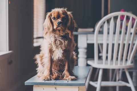 Cavalier King Charles Spaniel im Freien