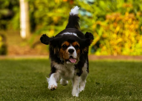 Cavalier King Charles Spaniel tricolore che corre sul prato