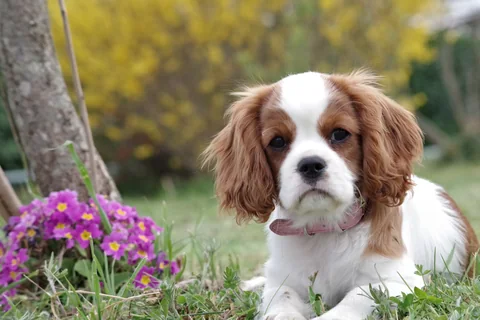 Cucciolo di Cavalier bianco e castano sdraiato nell’erba accanto a dei fiori
