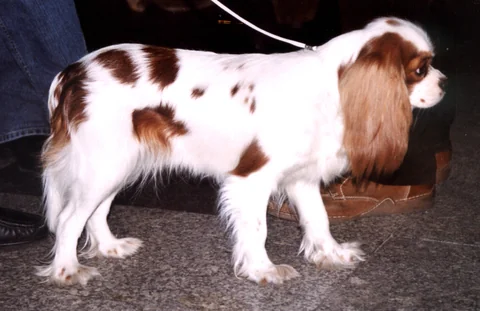 Cavalier King Charles Spaniel bianco e castano in piedi di profilo a un’esposizione canina