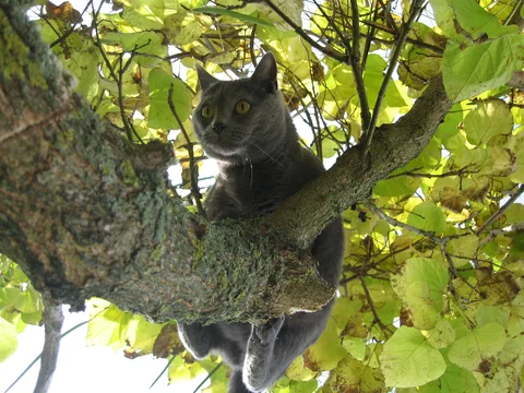 Chartreux-Katze sitzt in einer Astgabel