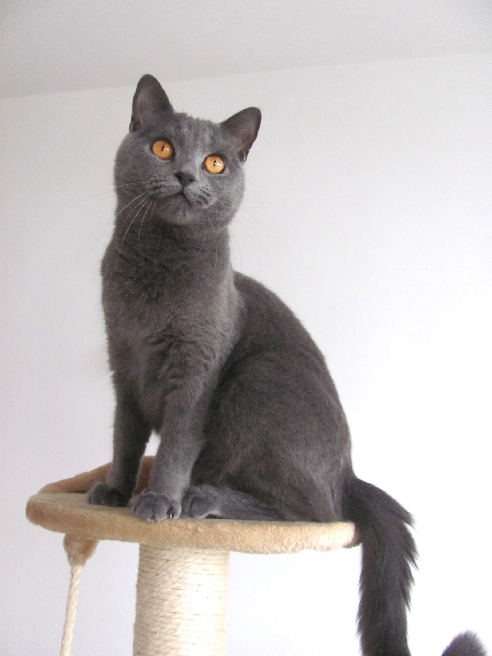 Chartreux im Porträt
