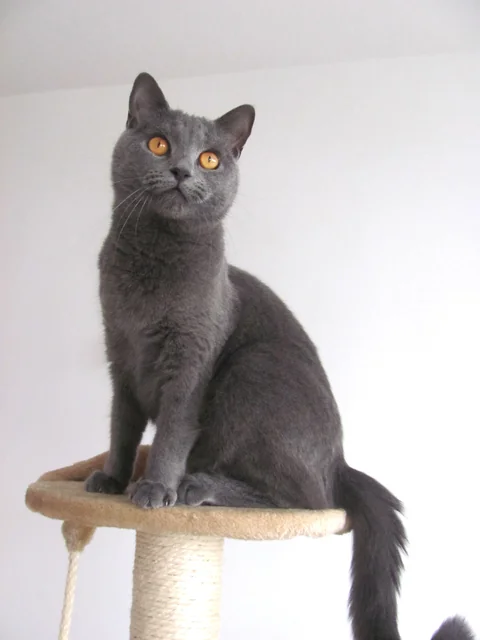 Adult Chartreux cat with a clear view of its face