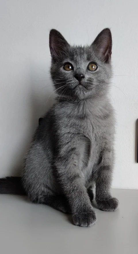 Drei Monate altes Chartreux-Kitten Ellie sitzt vor einer weißen Wand