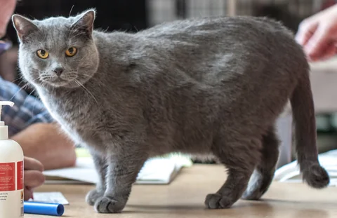 Chartreux-Kater Porri steht seitlich auf einem Ausstellungstisch und schaut zur Kamera