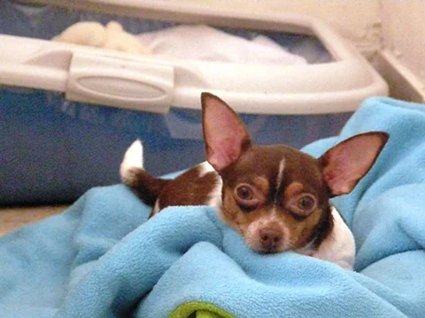 Chihuahua outdoors