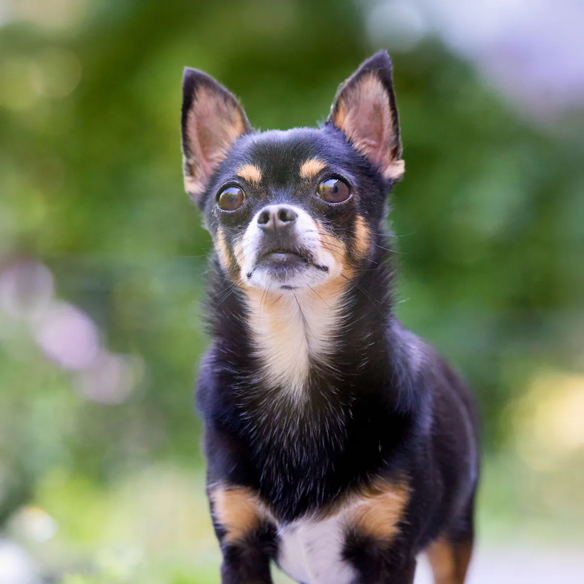 Chihuahua all’aperto