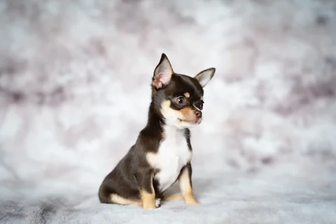 Piccolo cucciolo di Chihuahua marrone seduto davanti a uno sfondo chiaro