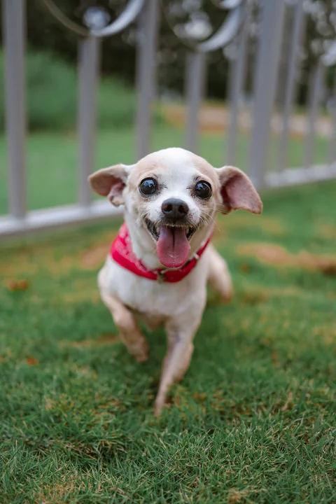 Chihuahua dal manto chiaro con pettorina rossa che corre sull’erba verso la fotocamera.