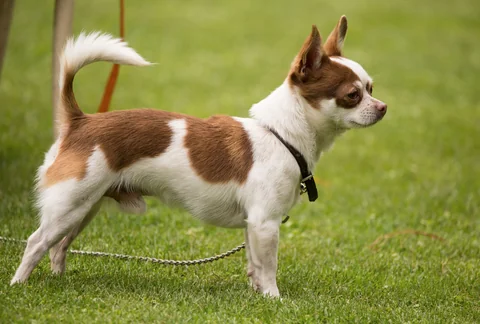 Chihuahua marrone e bianco in piedi di profilo su un prato.