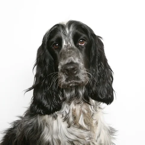 Black English Cocker Spaniel photographed close-up