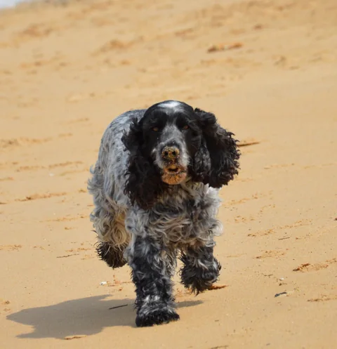 Un cocker spaniel inglés negro y blanco corre por la arena de la playa