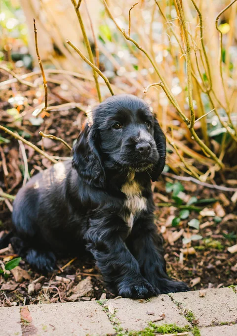 Un cachorro de cocker spaniel inglés negro y blanco está sentado entre ramas