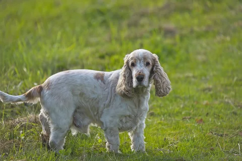 Un cocker spaniel inglés de pelaje claro está de lado en la hierba; se ven la cabeza y las patas