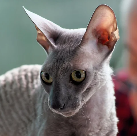 Graue Cornish Rex mit großen Ohren und schmalem Kopf im Porträt