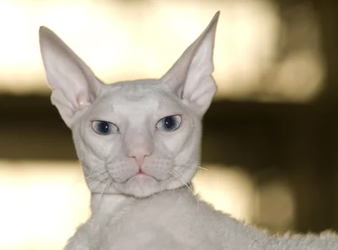 Adult Cornish Rex cat with a clear view of its face