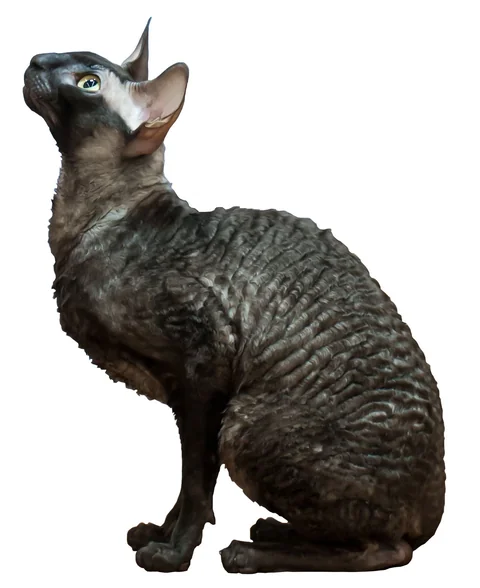 Cornish Rex sitzt seitlich vor weißem Hintergrund; die Fellwellen sind gut sichtbar