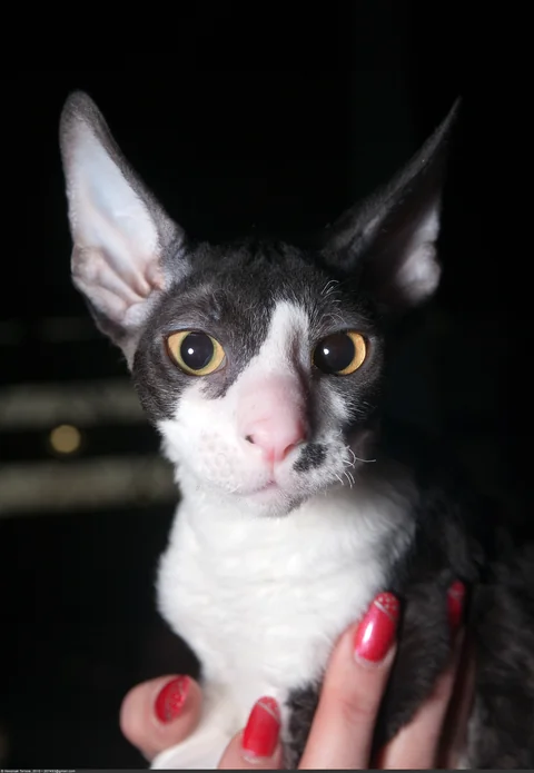 Schwarz-weißer Cornish-Rex-Kater Selena Lights Wind of Change im Alter von gut fünf Monaten
