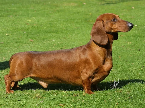 Brown Smooth Dachshund with a long body and short legs