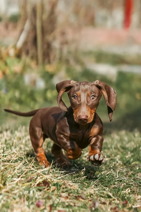 Cucciolo di bassotto marrone che corre sull’erba verso la fotocamera