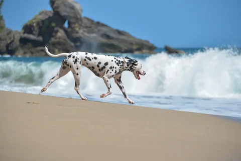 Un dalmata corre sulla spiaggia davanti a un’onda che si infrange