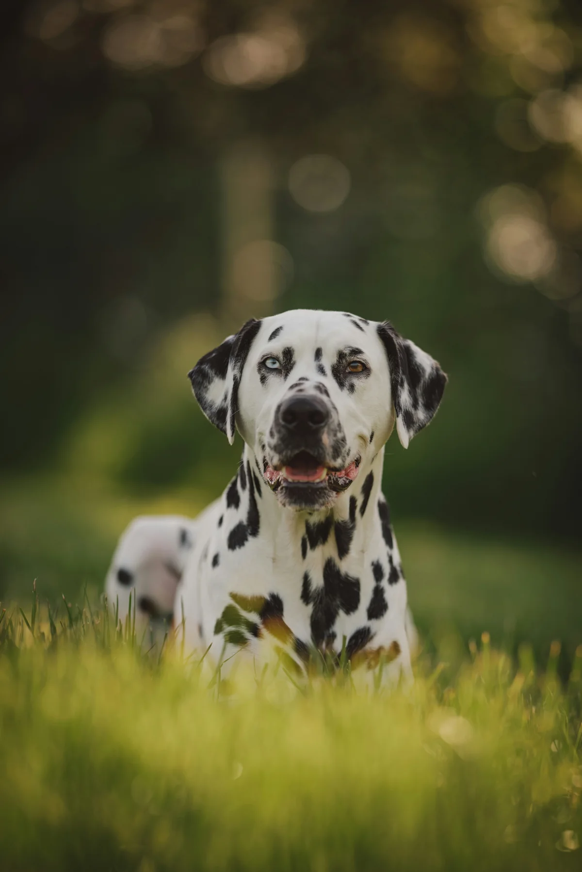 Un dalmata è sdraiato nell’erba e guarda verso la macchina fotografica