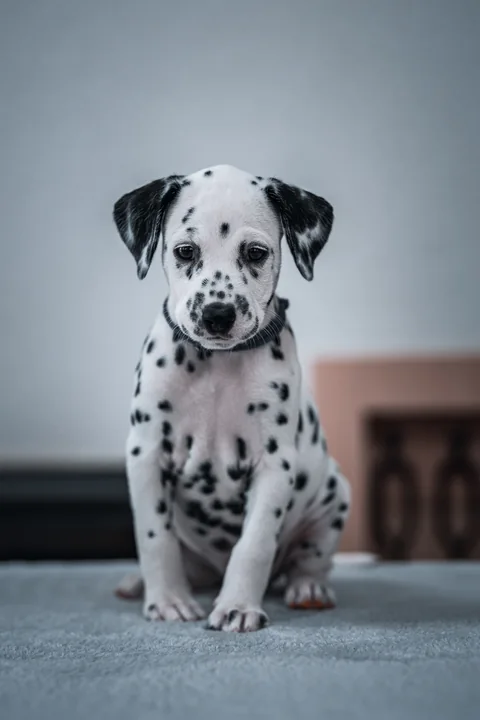 Un cucciolo di dalmata siede davanti a una parete grigia e guarda la macchina fotografica
