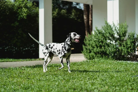 Un dalmata adulto è in piedi sull’erba, visto di lato