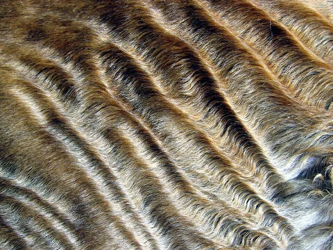 Close-up of wavy fur on a Devon Rex cat’s flank