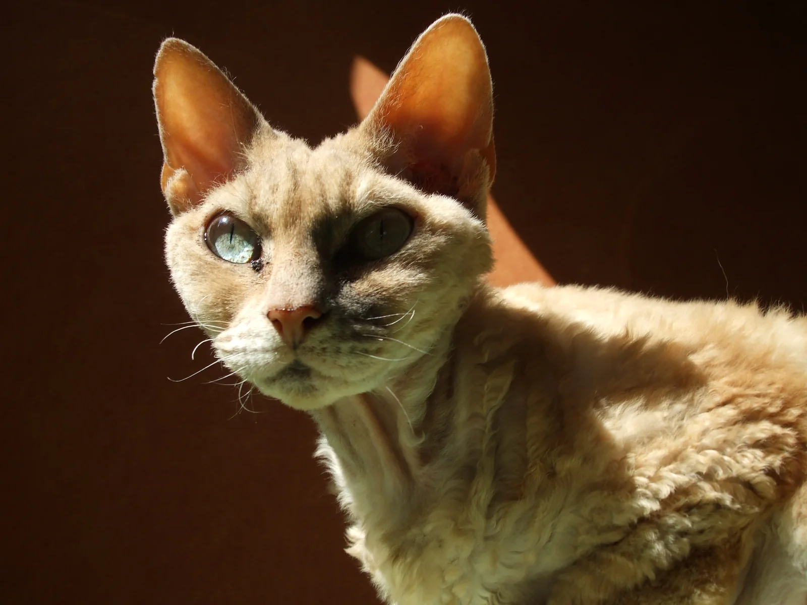 Adult Devon Rex cat with a clear view of its face