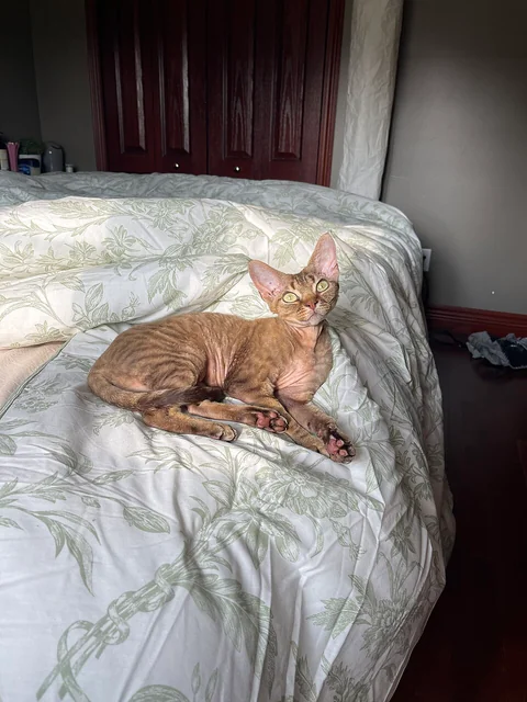 Red Devon Rex resting on a bedspread, with body, paws and tail visible