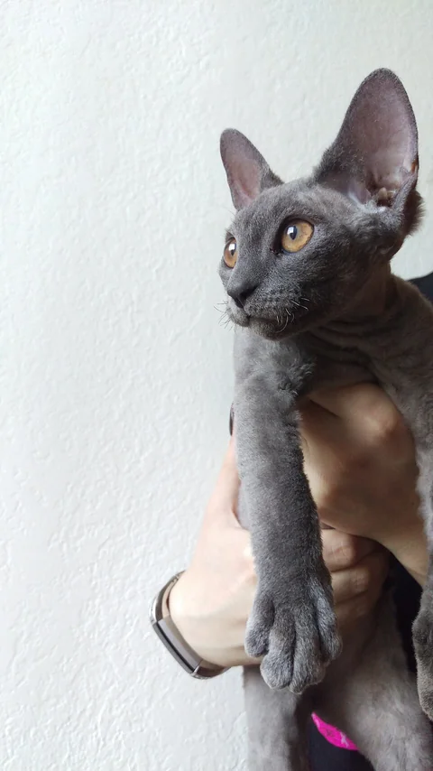 Young grey Devon Rex held in front of a pale wall