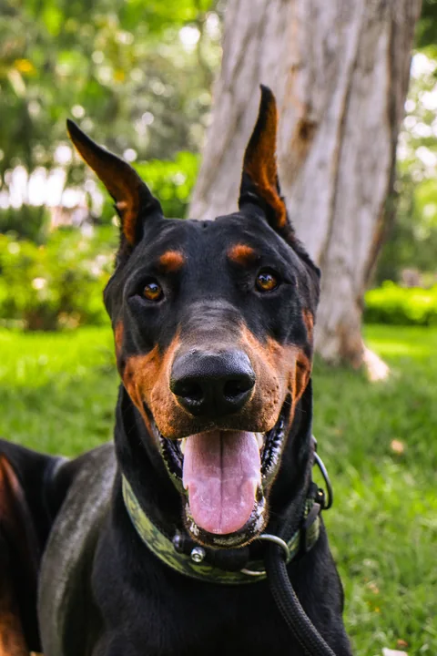 Dobermann sitzt mit offenem Maul und heraushängender Zunge in einem grünen Park