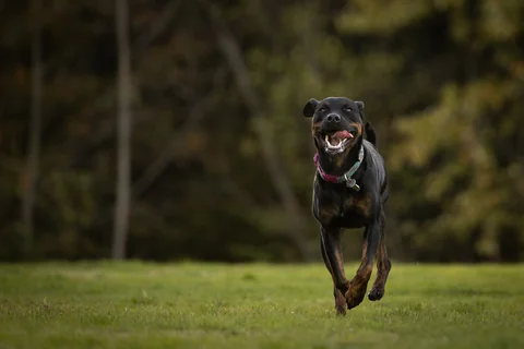 Ein Dobermann läuft mit offenem Maul über eine Wiese