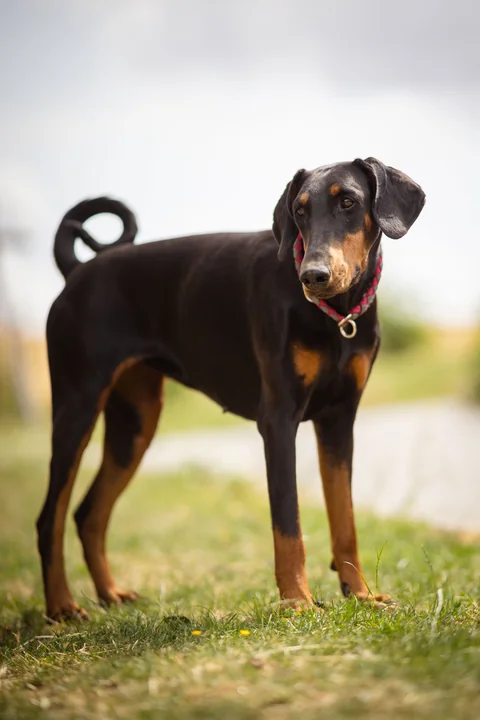 Dobermann mit natürlichen Ohren im Stand, Körper von der Seite und Kopf zur Kamera