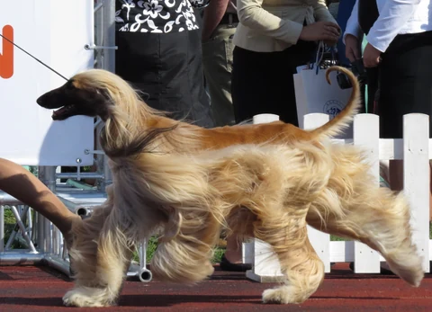 Afghanischer Windhund läuft an der Leine bei einer Hundeausstellung.