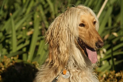 Goldfarbener Afghanischer Windhund mit langem Ohrhaar im Halbprofil.