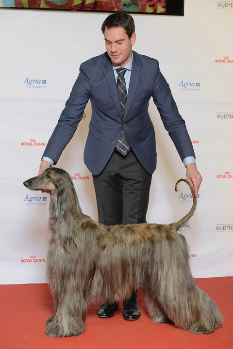 Afghanischer Windhund wird bei einer Hundeausstellung von der Seite gezeigt.