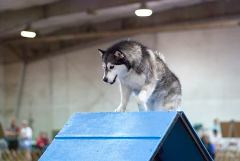 Alaskan Malamute überquert eine A-Wand beim Agility.