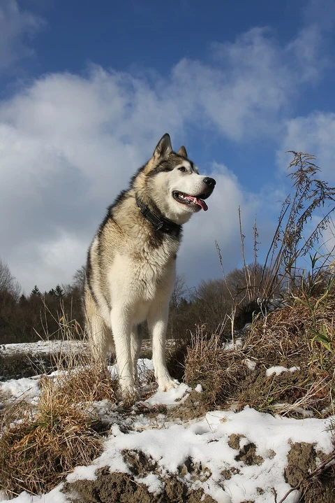 Alaskan Malamute steht auf einem teilweise verschneiten Hügel.